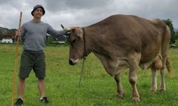 Dünyanın en akıllı ineği literatüre geçti! Fırçayı eline alan Veronika bilim dünyasını şaşırttı