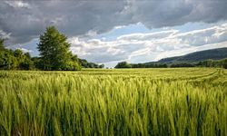 İstanbul'un değerli yerinde 500m arsa şansı: Devlet bu rakama satıyor