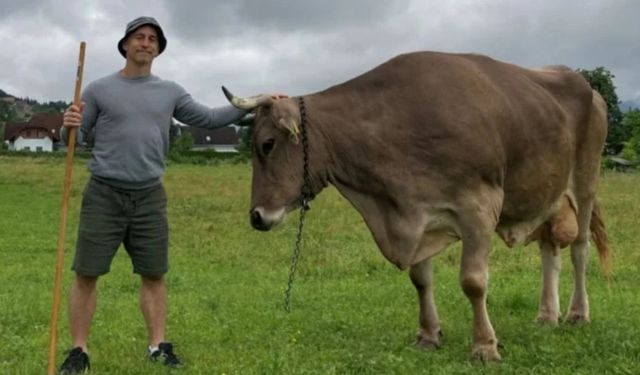 Dünyanın en akıllı ineği literatüre geçti! Fırçayı eline alan Veronika bilim dünyasını şaşırttı