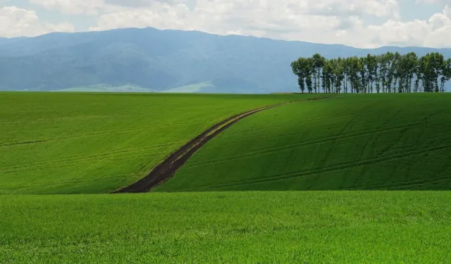 İstanbul'da devletten tarla satışı: Bu fiyata elden çıkartılacak!