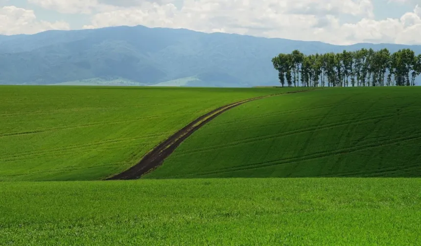 İstanbul'da devletten tarla satışı: Bu fiyata elden çıkartılacak!