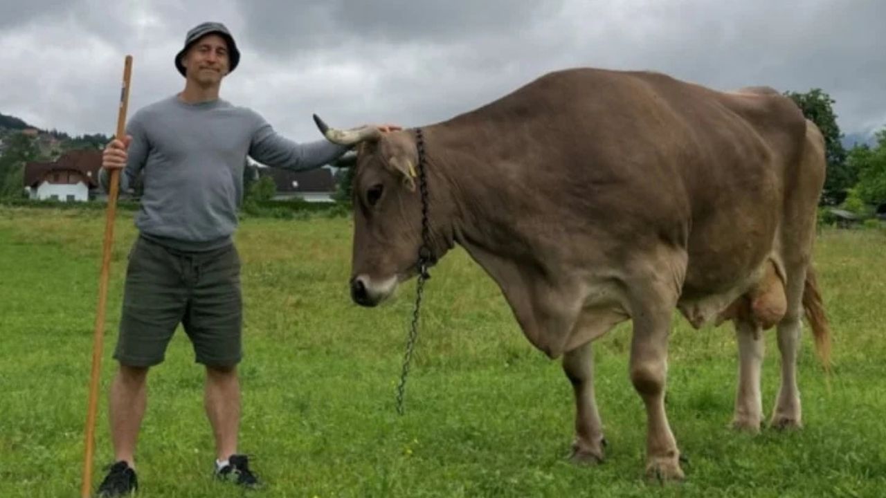 Dünyanın en akıllı ineği literatüre geçti! Fırçayı eline alan Veronika bilim dünyasını şaşırttı